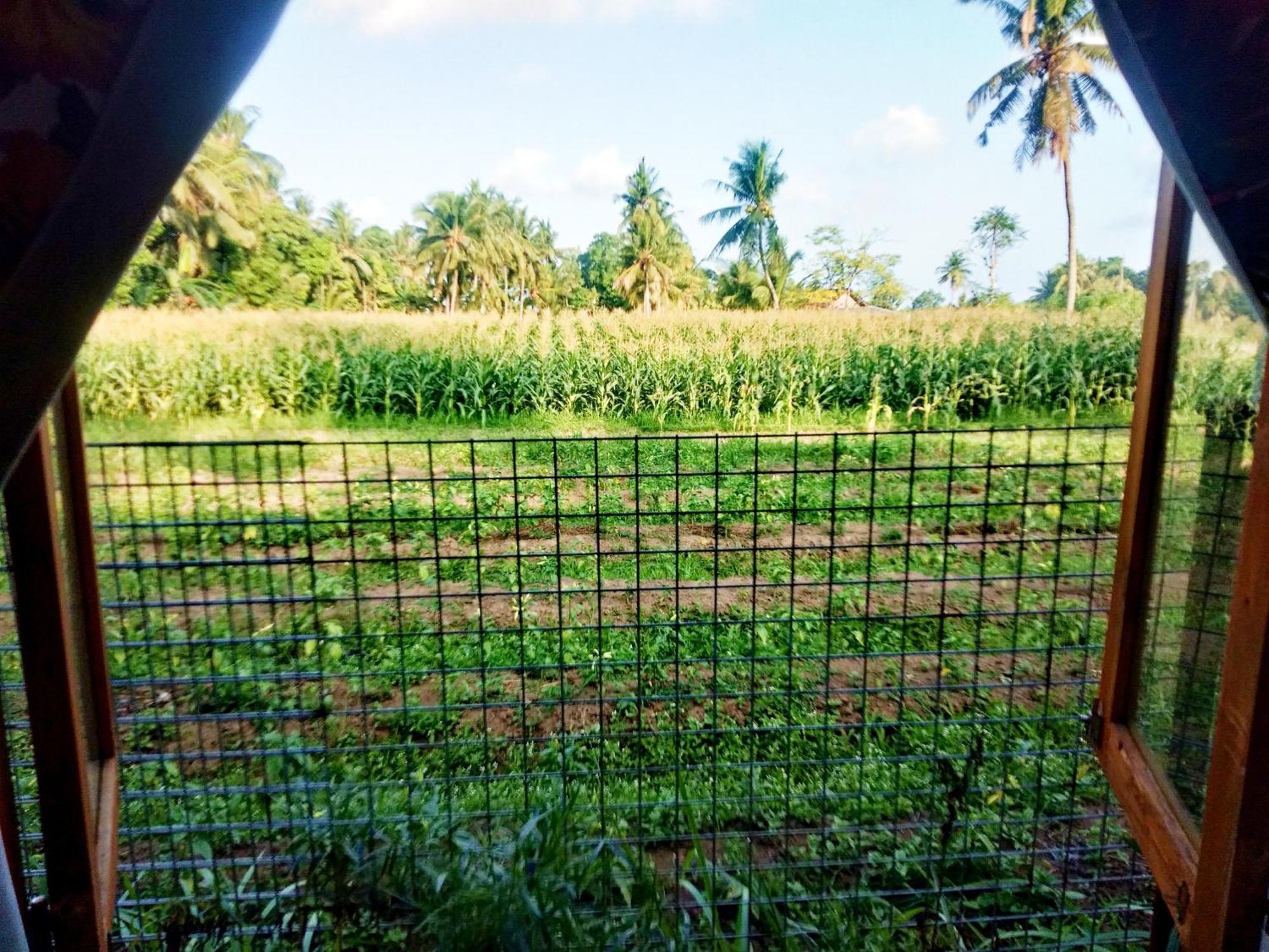 Wooden Kemiren Homestay Banyuwangi Banyuwangi  Exterior foto